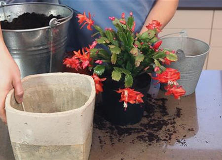 Weihnachtskaktus - Einpflanzen in ein Gefäß Weihnachtskaktus - Einpflanzen in ein Gefäß