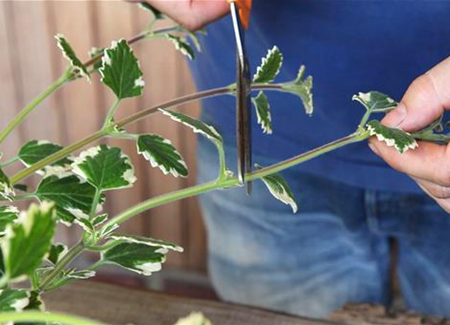 Weihrauch - Vermehren durch Stecklinge Weihrauch - Vermehren durch Stecklinge