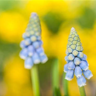 Kokedama mit Frühlingspflanzen