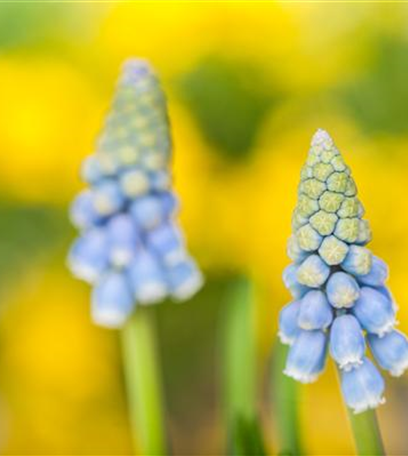 Kokedama mit Frühlingspflanzen