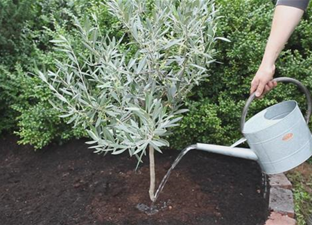 Olivenbaum - Einpflanzen im Garten