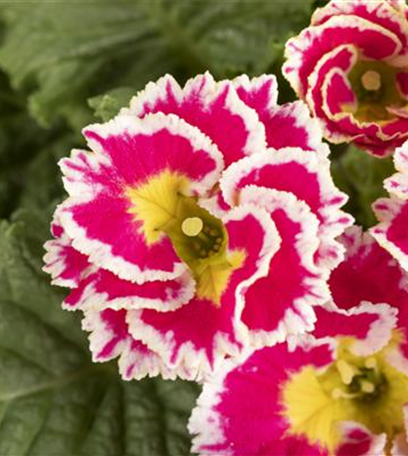 Kokedama mit Frühlingspflanzen