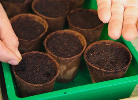 Trichterwinde - Aussäen von Samen Trichterwinde - Aussäen von Samen