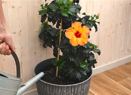 Hibiskus - Umtopfen