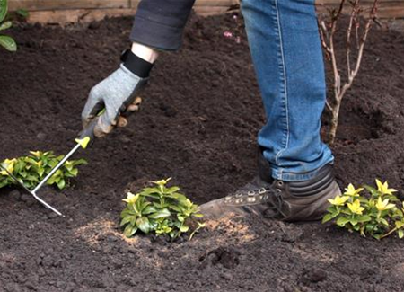 Dickmännchen - Einpflanzen im Garten