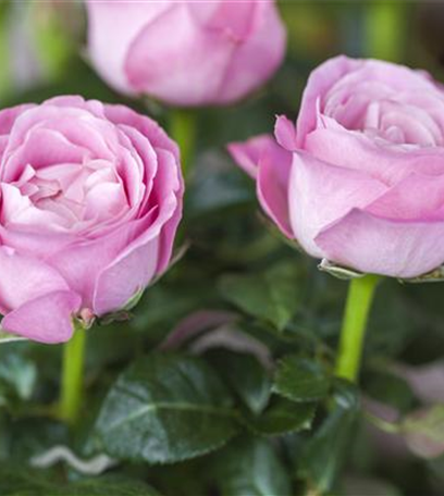 Grüne Geschenkideen zum Valentinstag!