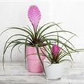 Tillandsia