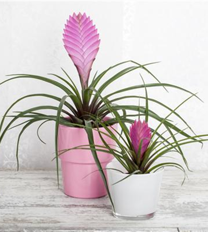 Grüne Geschenkideen zum Valentinstag!