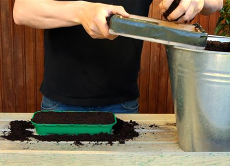 Erdbeeren - Aussäen von Samen Erdbeeren - Aussäen von Samen