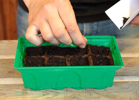 Lauchzwiebel - Aussäen von Samen Lauchzwiebel - Aussäen von Samen