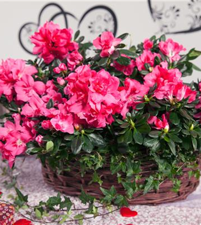 Grüne Geschenkideen zum Valentinstag!