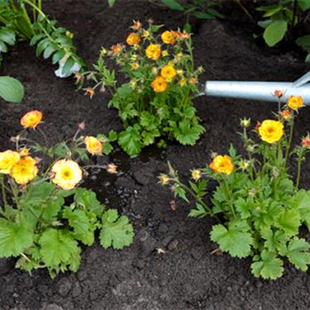 Nelkenwurz - Einpflanzen im Garten Nelkenwurz - Einpflanzen im Garten