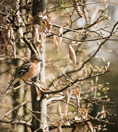 Liebe für alle: zum Valentinstag ein Vogelhaus bauen!