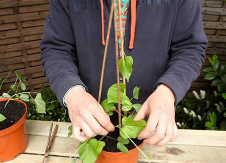 Trichterwinde - Anzucht Hochbinden