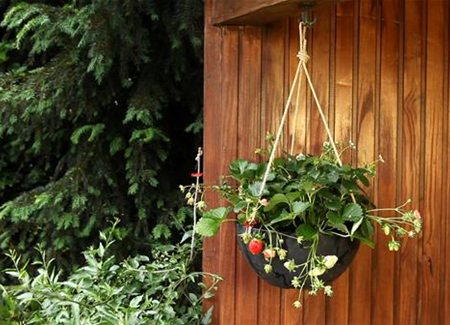 Erdbeeren - Ampel Bepflanzen Erdbeeren - Ampel Bepflanzen