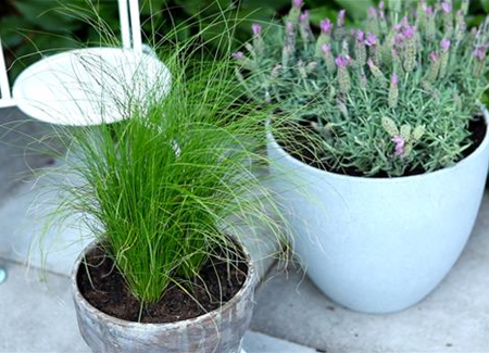 Federgras - Einpflanzen in ein Gefäß Federgras - Einpflanzen in ein Gefäß