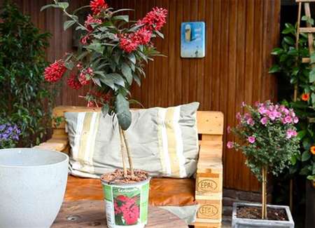 Hammerstrauch - Einpflanzen in ein Gefäß Hammerstrauch - Einpflanzen in ein Gefäß