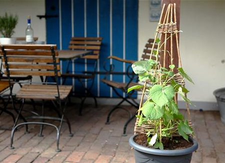 Trichterwinde - Einpflanzen in ein Gefäß