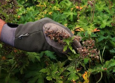 Storchschnabel - Zurückschneiden Storchschnabel - Zurückschneiden
