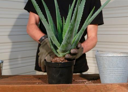 Aloe Vera - Umtopfen