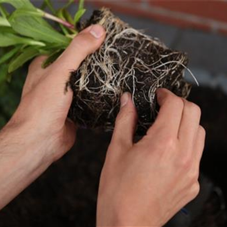 Sonnenbraut - Einpflanzen im Garten Sonnenbraut - Einpflanzen im Garten