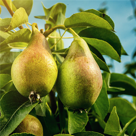 Baumschule Baumschule