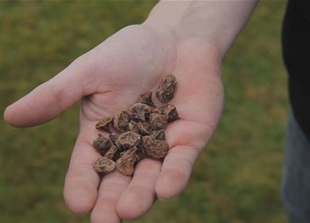 Anemonen - Blumenzwiebeln einpflanzen Anemonen - Blumenzwiebeln einpflanzen