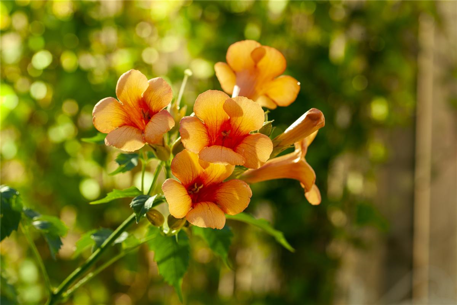 Tromepetenblume 'Indian Summer'® Tromepetenblume 'Indian Summer'®