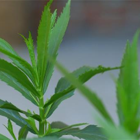 Gelenkblume - Einpflanzen im Garten Gelenkblume - Einpflanzen im Garten