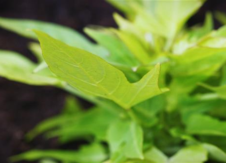 Zier Süßkartoffel - Einpflanzen im Garten Zier Süßkartoffel - Einpflanzen im Garten