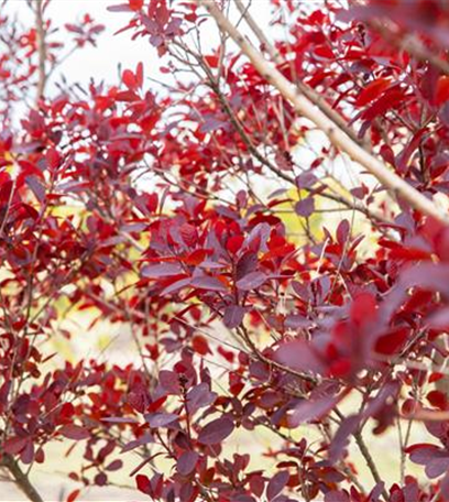 Ameise, Blattlaus und Co. – Laubgehölze vor Schädlingen schützen