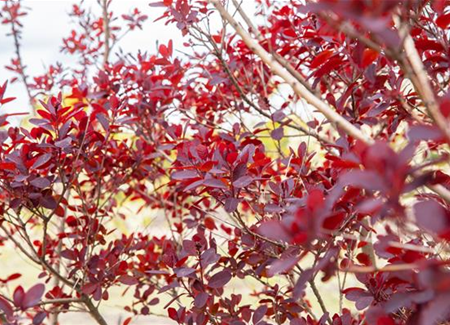 Ameise, Blattlaus und Co. – Laubgehölze vor Schädlingen schützen Ameise, Blattlaus und Co. – Laubgehölze vor Schädlingen schützen