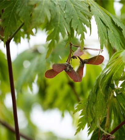 Ameise, Blattlaus und Co. – Laubgehölze vor Schädlingen schützen