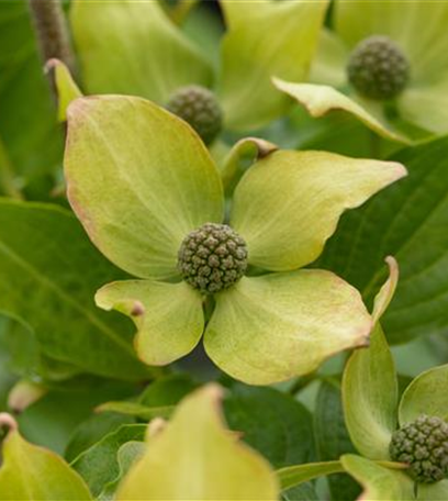 Ameise, Blattlaus und Co. – Laubgehölze vor Schädlingen schützen