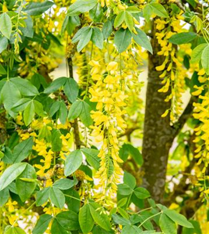 Ameise, Blattlaus und Co. – Laubgehölze vor Schädlingen schützen