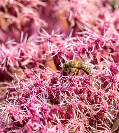 Mit Bienenpflanzen für den Balkon die Insekten unterstützen