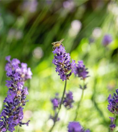 Mit Bienenpflanzen für den Balkon die Insekten unterstützen