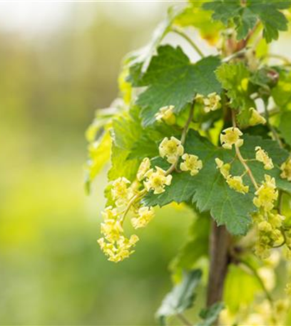 Mit Bienenpflanzen für den Balkon die Insekten unterstützen