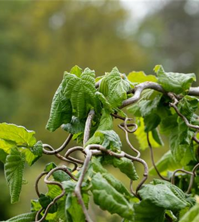 Beliebte Laubgehölze für den eigenen Garten