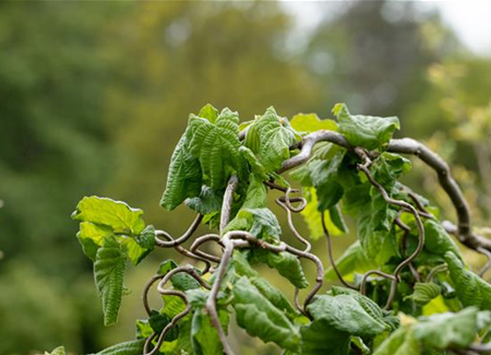 Beliebte Laubgehölze für den eigenen Garten Beliebte Laubgehölze für den eigenen Garten