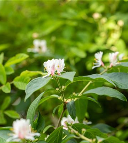 Beliebte Laubgehölze für den eigenen Garten