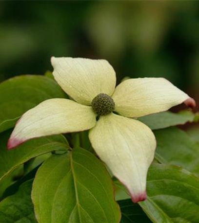 Beliebte Laubgehölze für den eigenen Garten
