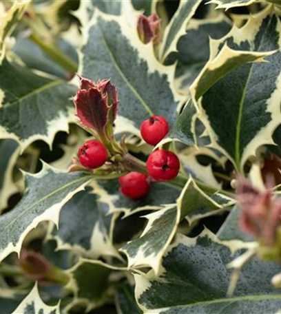 Beliebte Laubgehölze für den eigenen Garten