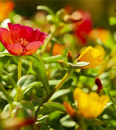 Bunt, bunter, Balkon! Balkonbepflanzung im Sommer