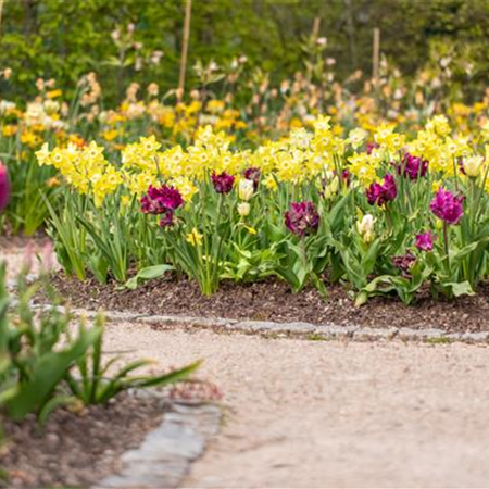 Die bunte Blütenpracht der frühblühenden Pflanzen zu Ostern 