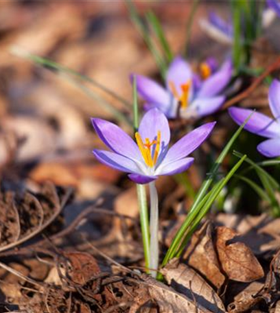 Die bunte Blütenpracht der frühblühenden Pflanzen zu Ostern 