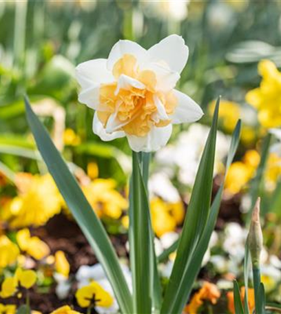 Die bunte Blütenpracht der frühblühenden Pflanzen zu Ostern 