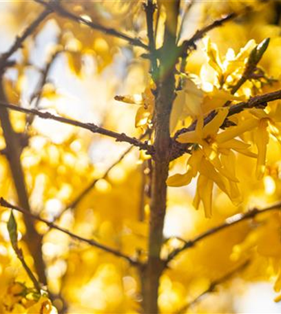 Die bunte Blütenpracht der frühblühenden Pflanzen zu Ostern 