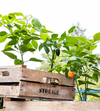 Urban Gardening – selbst in der Stadt ist Platz zum Gärtnern