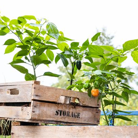 Urban Gardening – selbst in der Stadt ist Platz zum Gärtnern